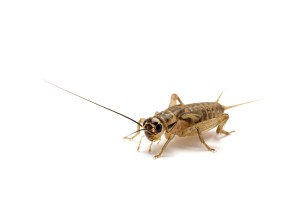 Brown_House_Cricket_5992613